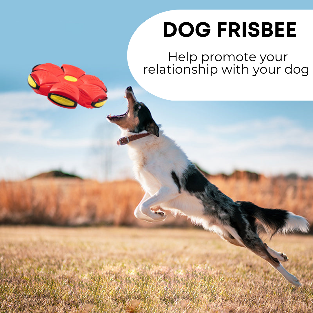 Paws & Claws Dog Frisbee